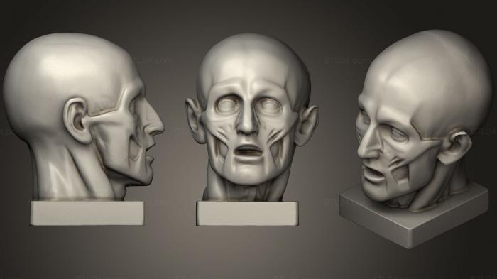 Anatomy of skeletons and skulls (Houdon Ecorche head, ANTM_0666) 3D models for cnc